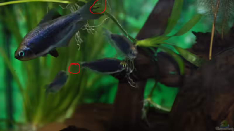 Artvorstellung: Der Kaisersalmler (Nematobrycon palmeri)