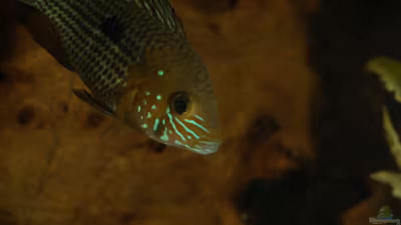 Artvorstellung,heute:Aequidens rivulatus