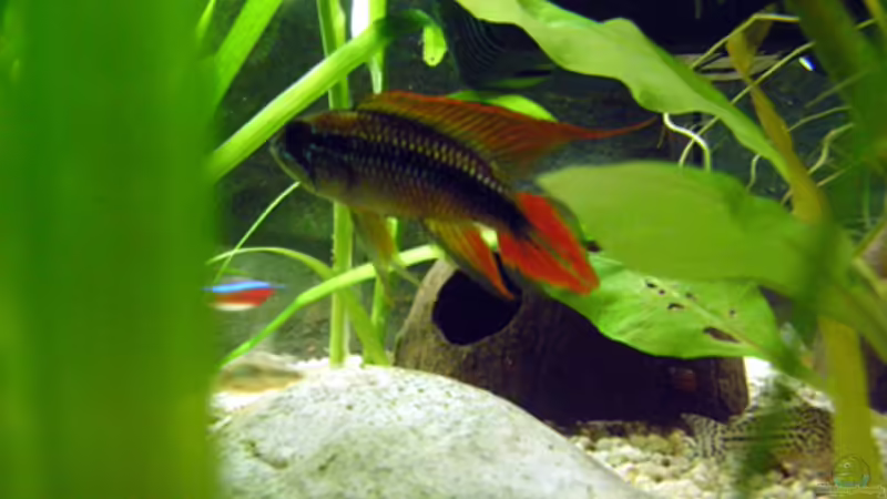 Artvorstellung,heute:Apistogramma agassizii