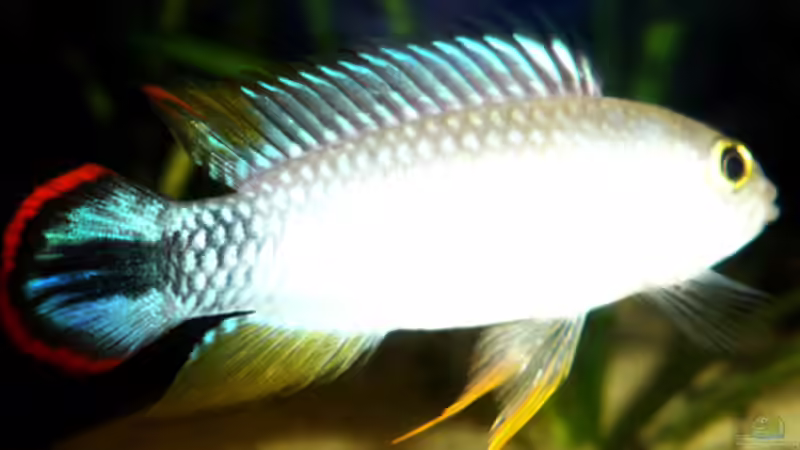 Artvorstellung,heute Apistogramma panduro