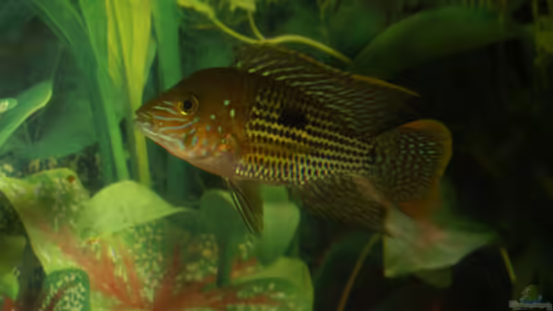Artvorstellung,heute:Aequidens rivulatus