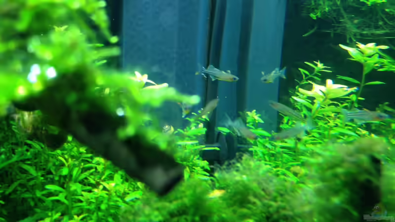 ARU 4 (White+Orangewing) von Walde (126)