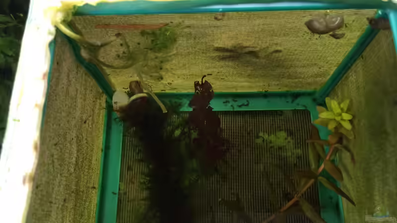 ARU4 Nachwuchs ca. 3 tage alt  von Walde (55)