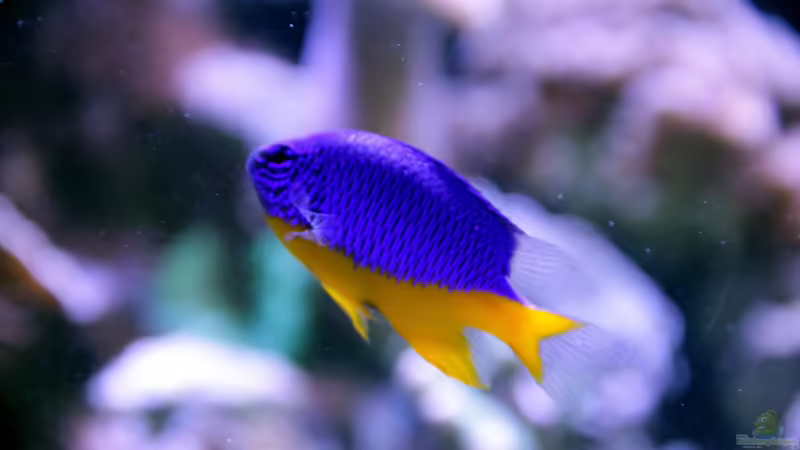Aquarien mit Chrysiptera hemicyanea (Arzur-Riffbarsch)