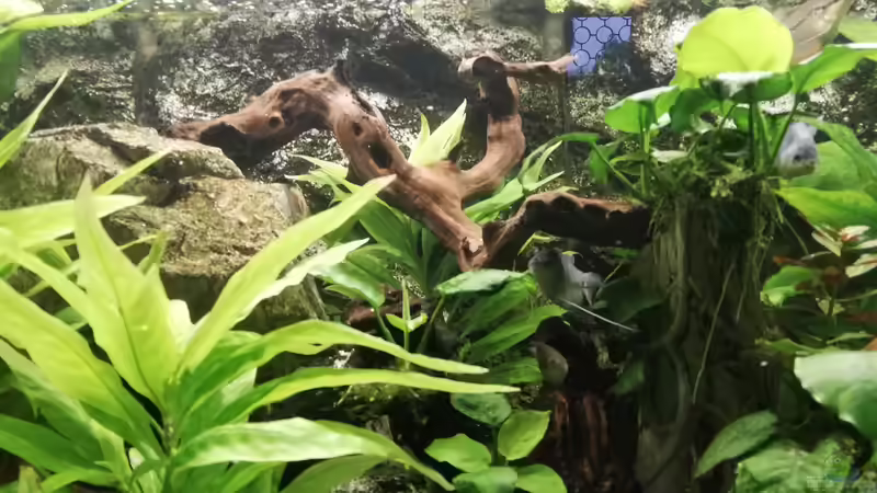 Asia Becken von Chinese Inai (2)