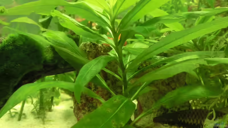 Asia Farn ?  Sehr gewachsen von Inai Whang (10)