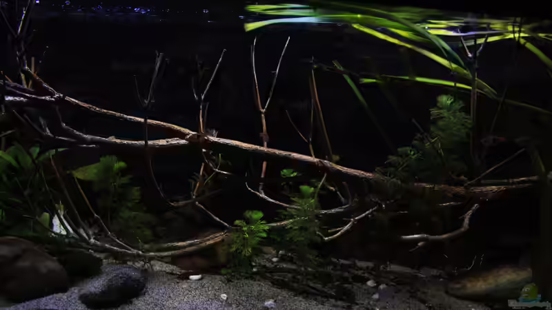 Asia Tank mit Buchen Ast von Florian Bandhauer (19)