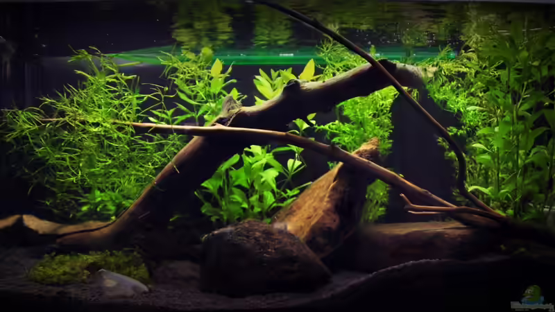 Asiabecken von stefan1979 (7)