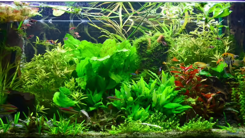 Asiatisch-Tropisches GB 460 L von Daniela (1)