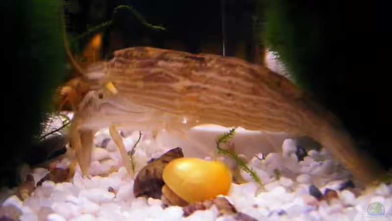 Asiatische Steingarnele oder doch Riesenbergbachgarnele...???
