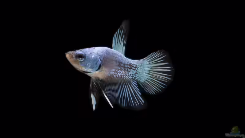 Asiatischer Zierfischmarkt: Trends, Artenvielfalt und Chancen für Aquarianer