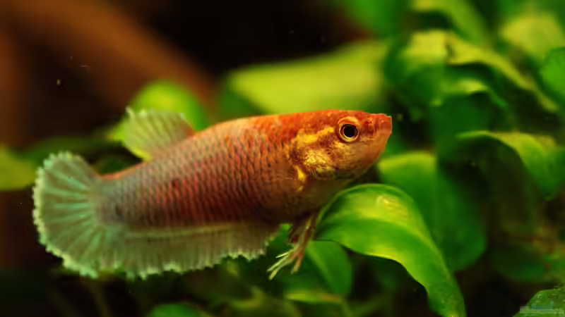 Asien, ein Kontinent der Superlativen !