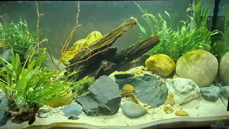 Asien als Thema für Aquarianer