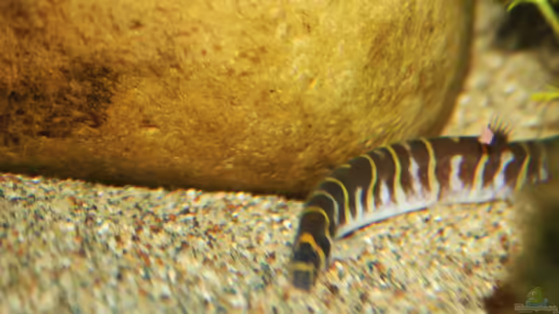 Asiens Dornauge im Becken von Florian Bandhauer (60)