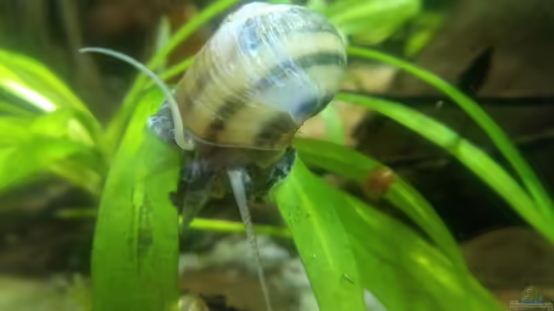 Asolene Spixi  von David Schneider Aquaristik (24)