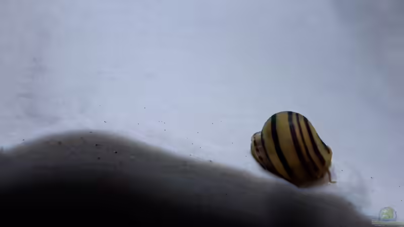 Asolene spixi von Jim (13)