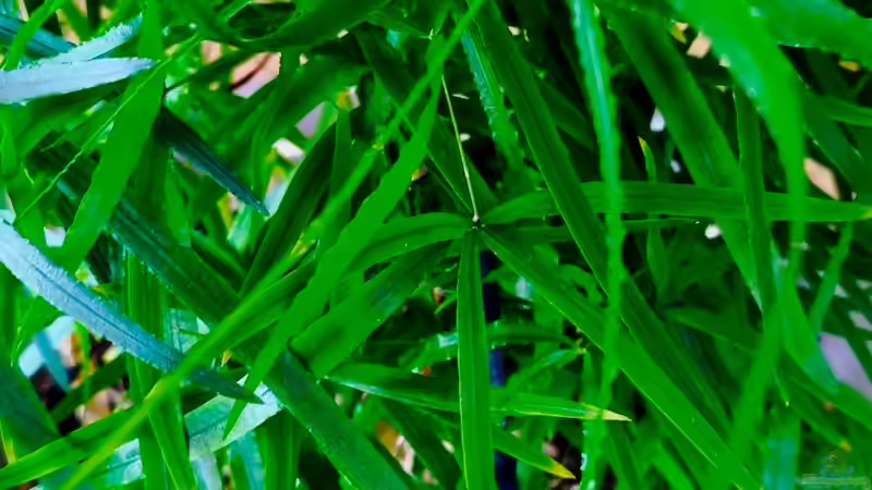 Asparagus falcatus / Sicheldorn-Spargel 