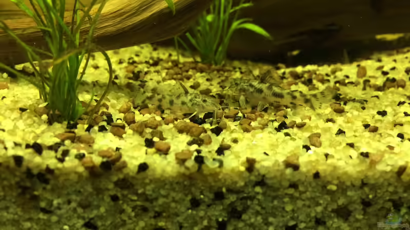 Aspidoras fuscoguttatus von Ragner (50)