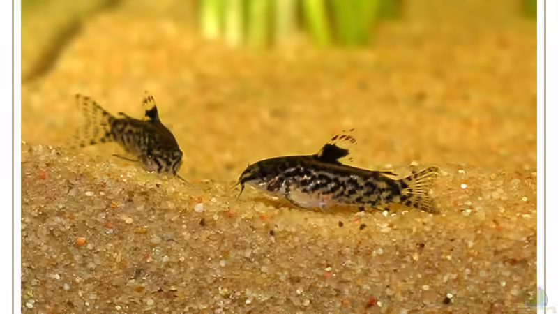 Aquarien mit Aspidoras pauciradiatus (Gefleckter Zwergpanzerwels)