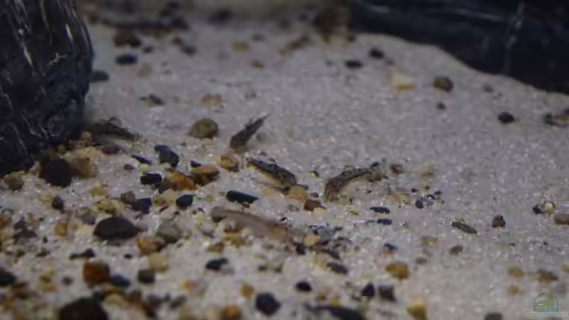 Aspidoras spilotus von Junglist (52)