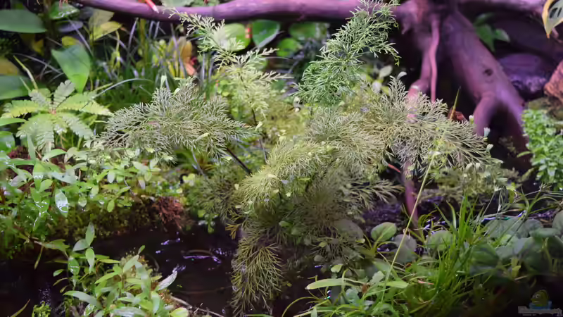 Asplenium daucifolium von Junglist (31)