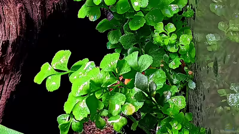 Asplenium ruta-muraria von Junglist (11)