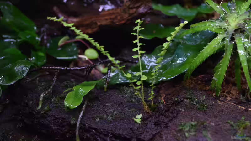 Asplenium spec. Panama von Junglist (27)