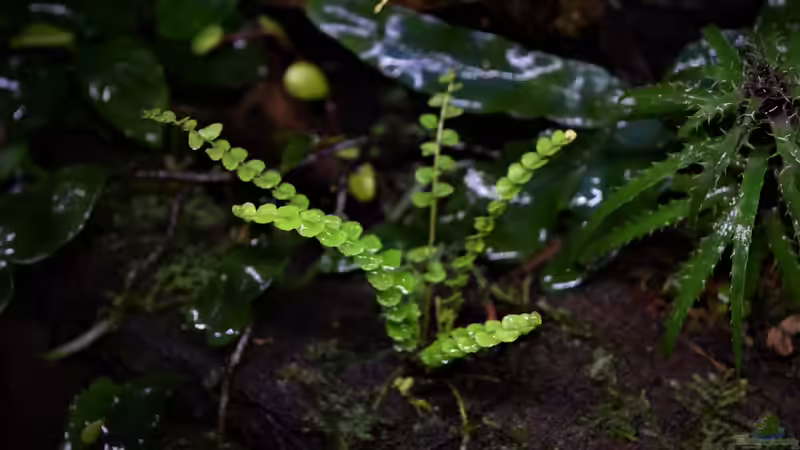 Asplenium spec. Panama von Junglist (40)