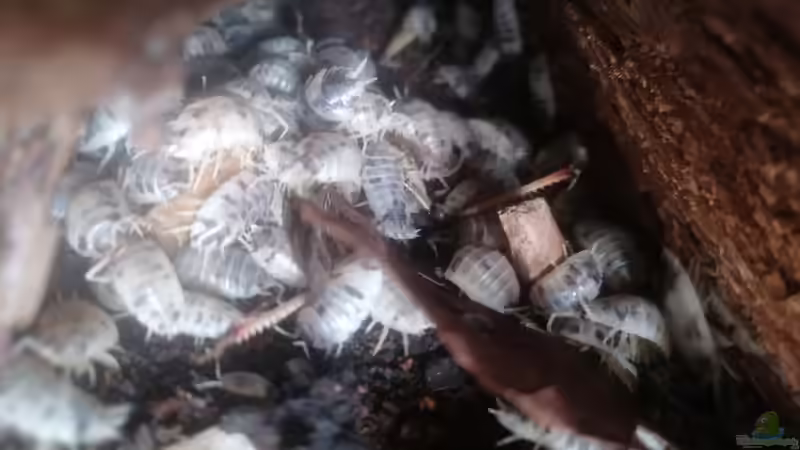 ´Assel-Party´ auf einer Futterheuschrecke von Hexe (2)