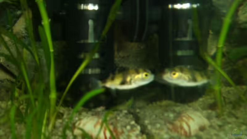 asselkugelfisch von Andre Schumacher (26)