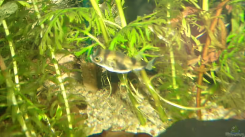 asselkugelfisch von Andre Schumacher (36)