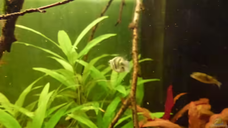 Asselkugelfisch von hinten von Leon St (21)