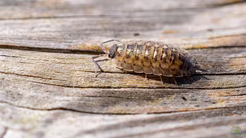 Asseln - Die unbemerkten Helden im Garten