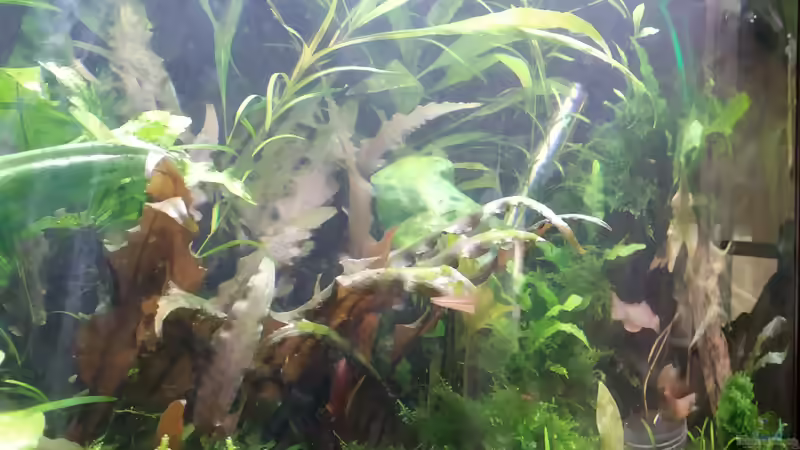 Ast mit Christmas Moos von Erbse (3)