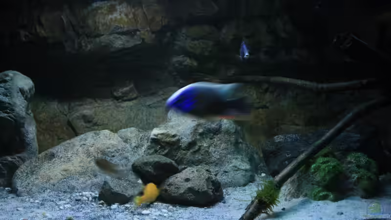 Ast und Steine mit Moos von skipper1202 (8)