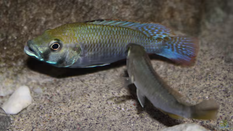 Astatotilapia calliptera  von Florian Bandhauer (87)