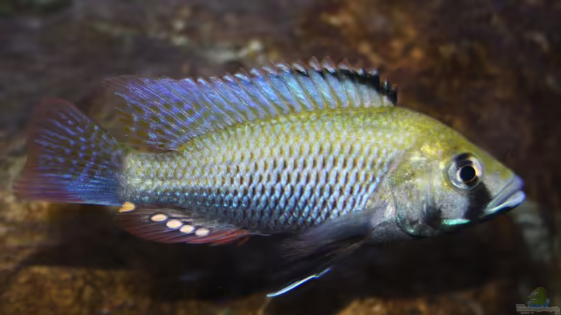 Astatotilapia calliptera Männchen in Balzkleid von Florian Bandhauer (86)
