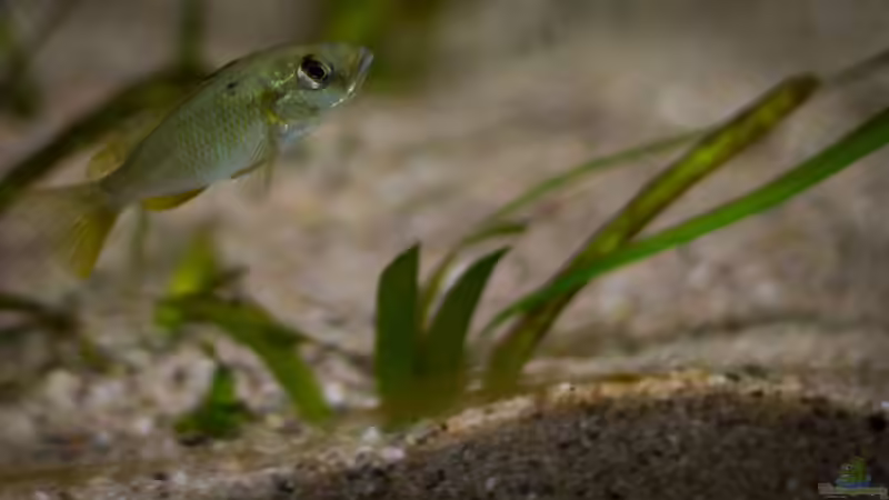 Astatotilapia calliptera ´thumbi east´ .. Jungtier ...  von AjakAndi (79)