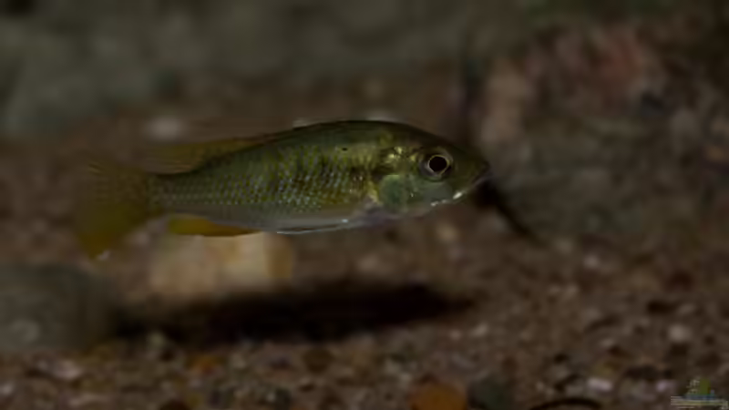 Astatotilapia calliptera ´thumbi east´ von AjakAndi (66)