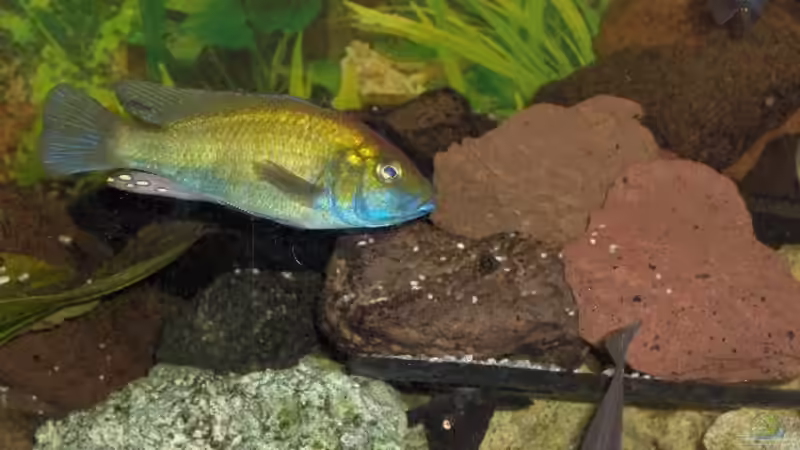 Astatotilapia calliptera von Jens Zinder (19)