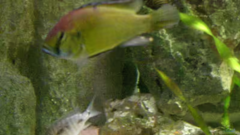 Astatotilapia calliptera von phyvf (21)