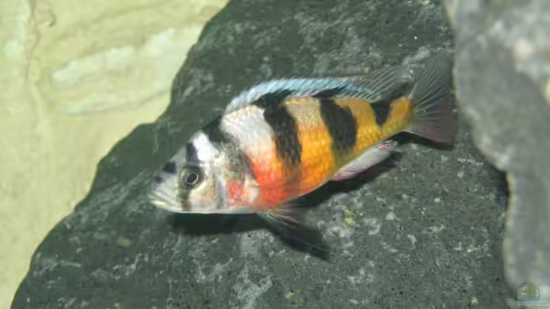 Astatotilapia latifasciata, m von Johannes Meyer (12)