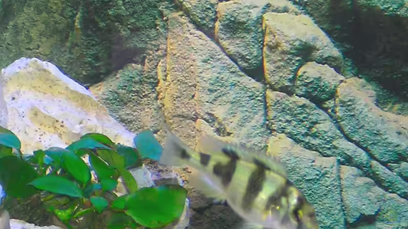 Astatotilapia im Aquarium halten (Einrichtungsbeispiele für Astatotilapia-Arten)