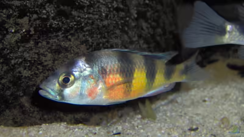 Astatotilapia latifasciata m von boehmo (22)