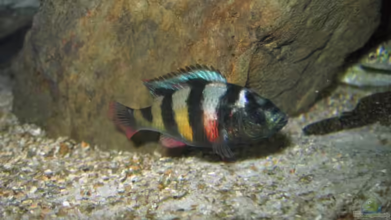 Astatotilapia latifasciata von Johannes Meyer (9)