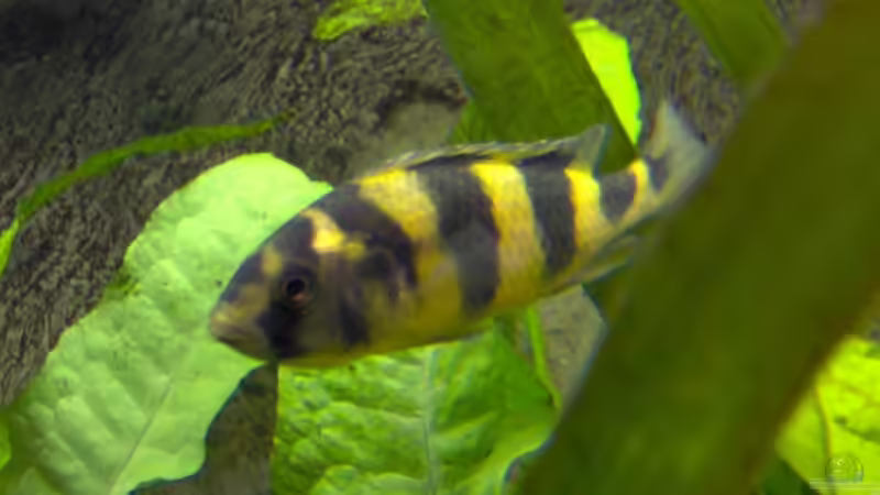 Astatotilapia latifasciata im Aquarium (Einrichtungsbeispiele für Astatotilapia latifasciata)
