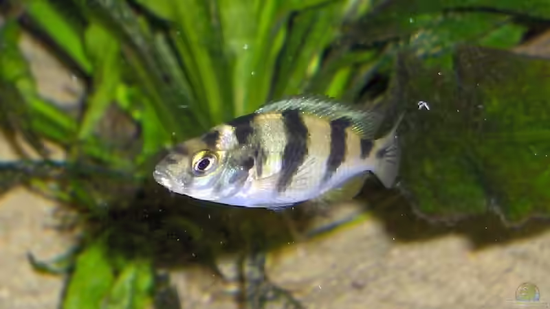 Astatotilapia latifasciata im Aquarium (Einrichtungsbeispiele für Astatotilapia latifasciata)