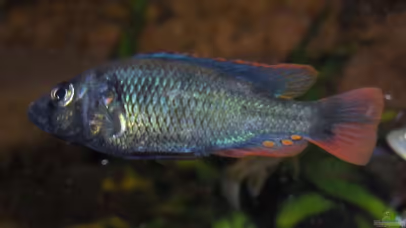 Astatotilapia nubila von Peter Pozsgai (7)