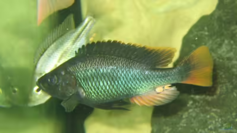 Astatotilapia piceata, m von Johannes Meyer (20)