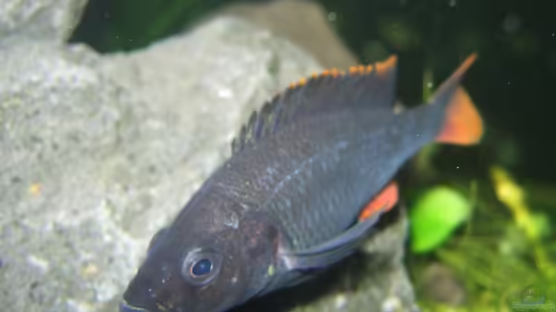 Astatotilapia piceata, m von Johannes Meyer (22)